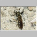 Lasioglossum pauxillum - Furchenbiene w03b 6mm - OS-Hasbergen-Lehmhuegel det.jpg